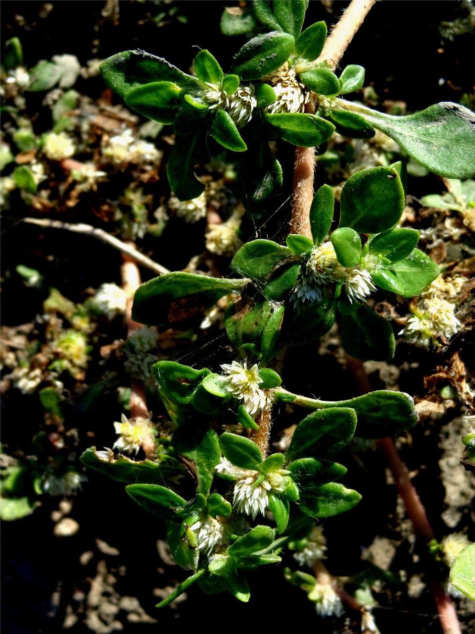 Glatte Bodendecker-Amaranth 9