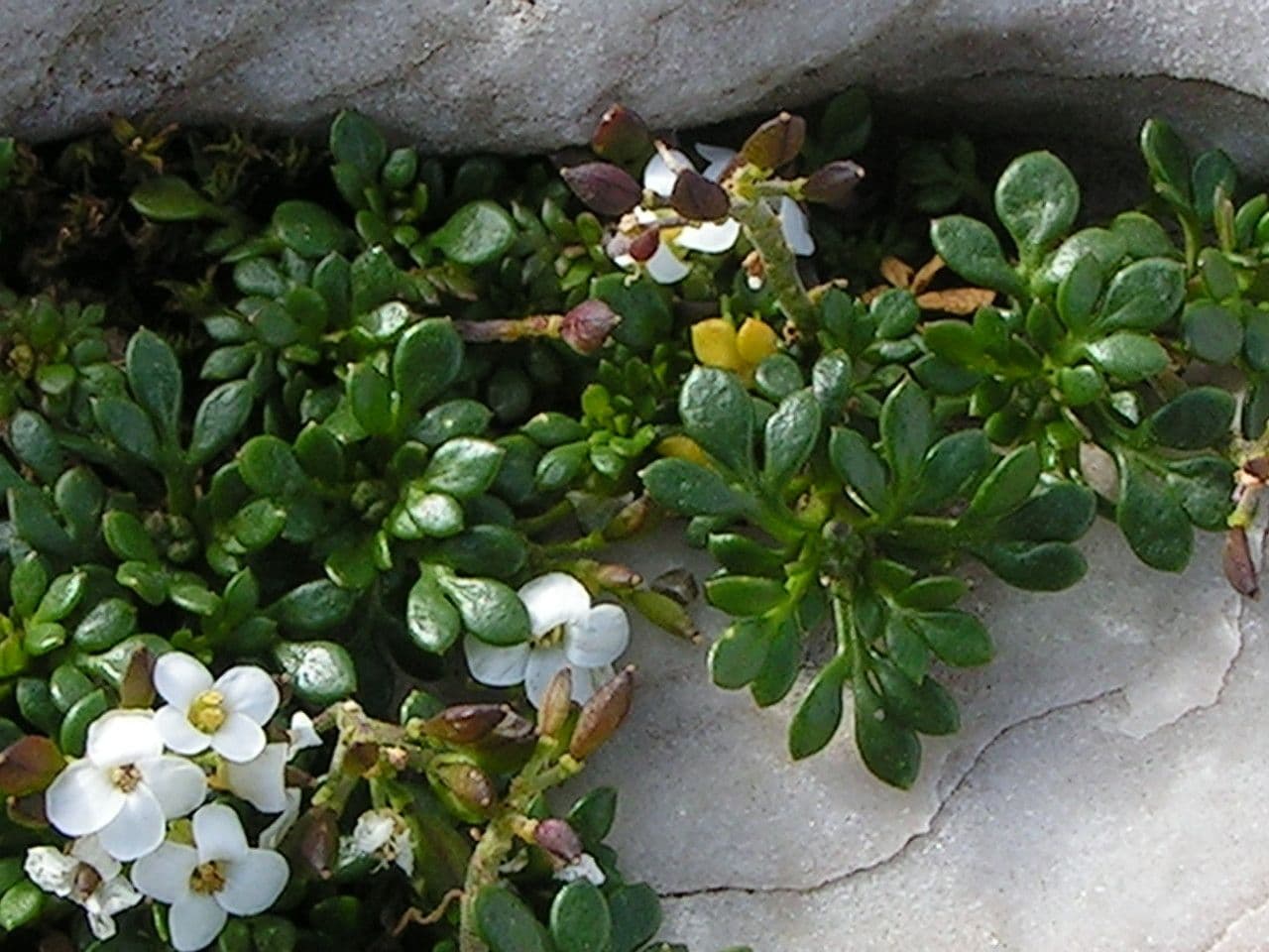 Iberidella alpina 14
