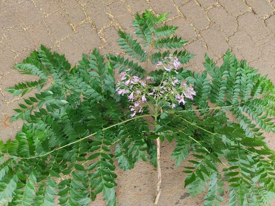 Jacaranda 4