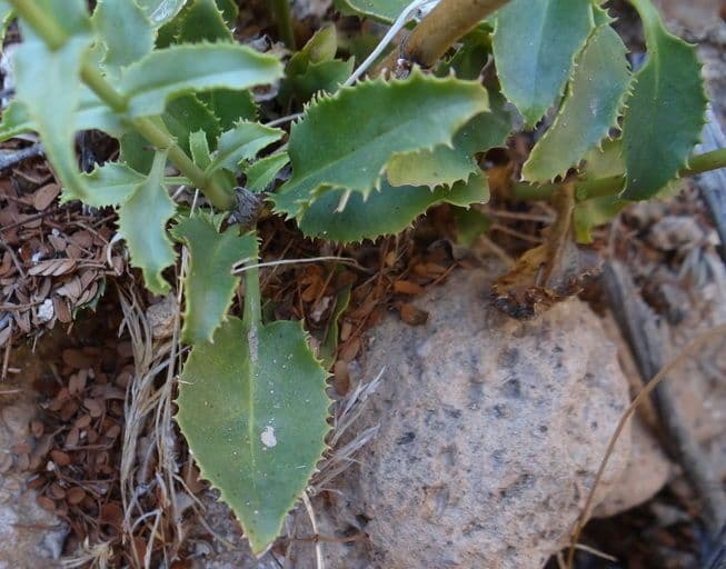 Penstemon 4