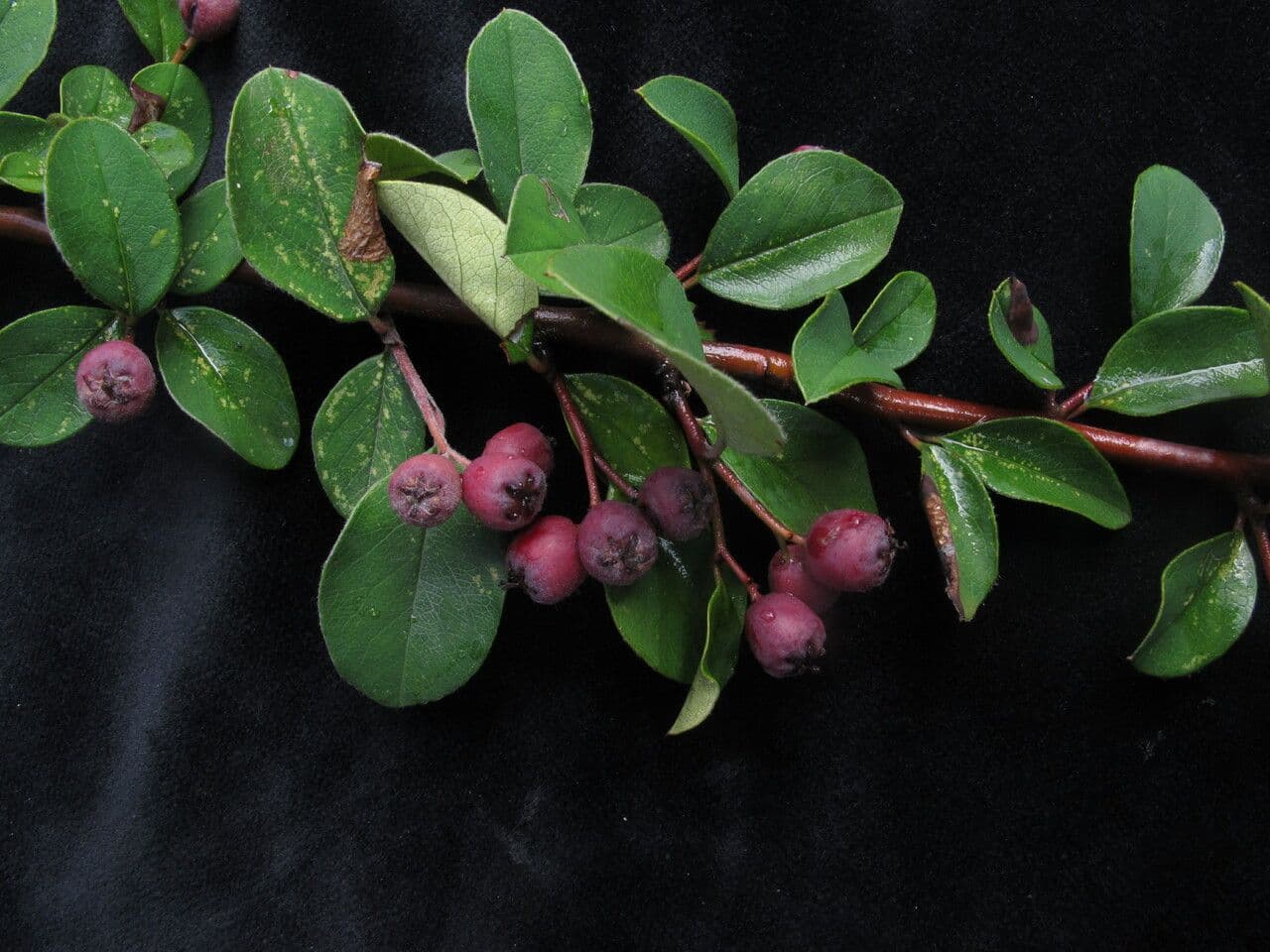 Cotoneaster