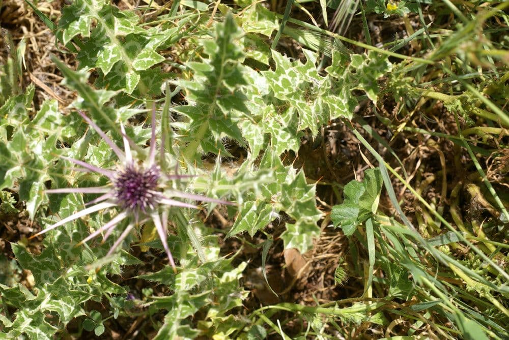 Elfenbein-Grasdistel 10