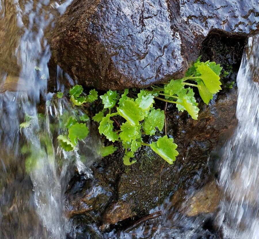 Zahnblättriges Steinbrech 11