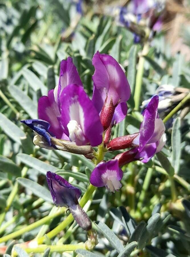 Astragalo