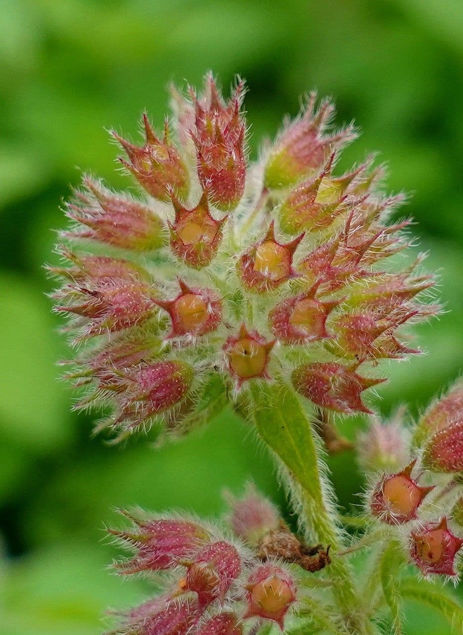 Wasserminze 5