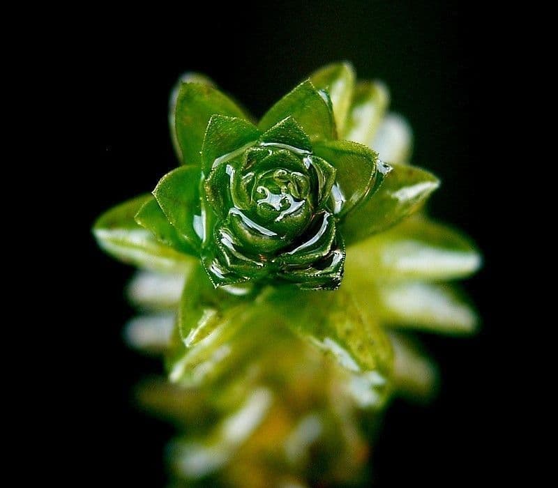 Elodea de Canadá 16