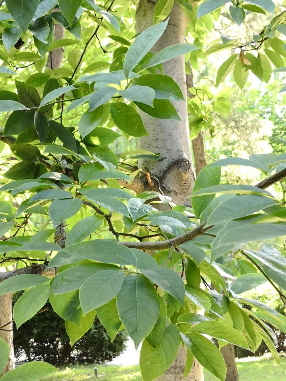 Magnolia amena 5