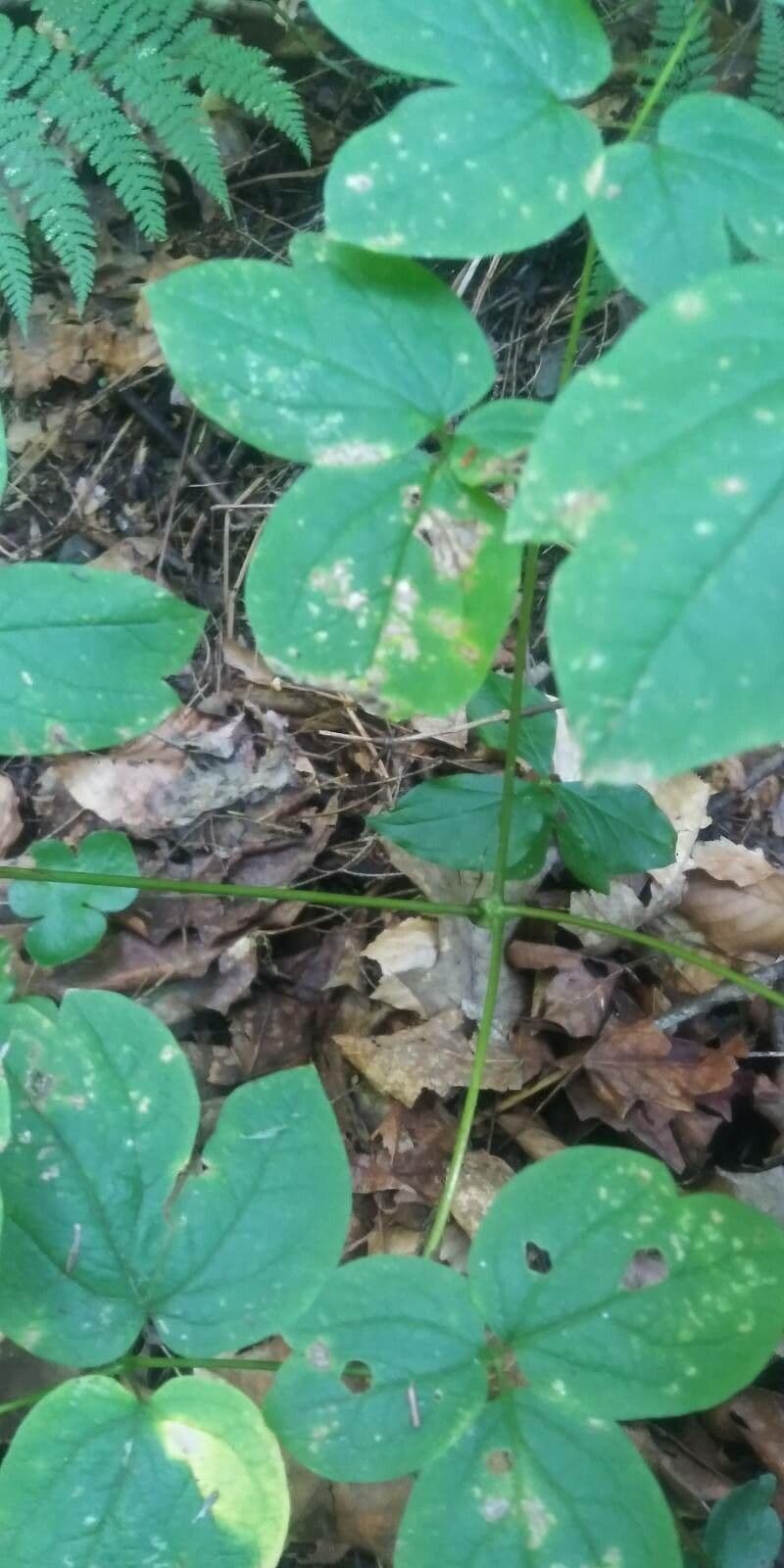 Caulophyllum 21