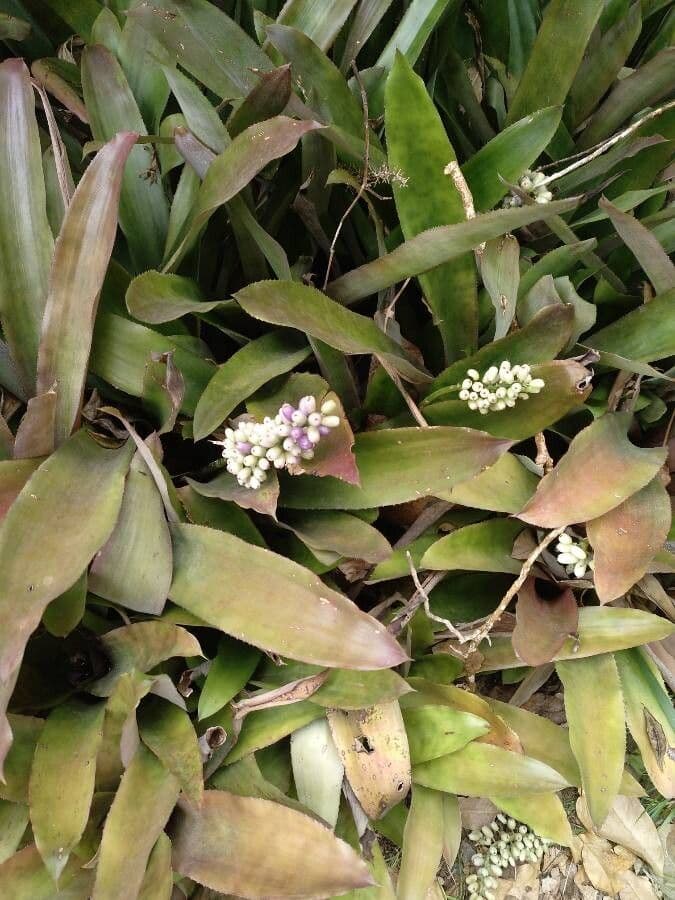 Aechmea 12