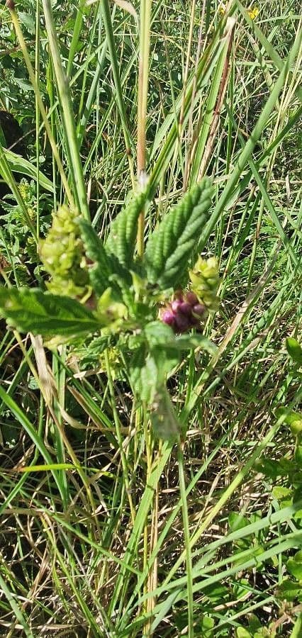 Lippia de Java 2