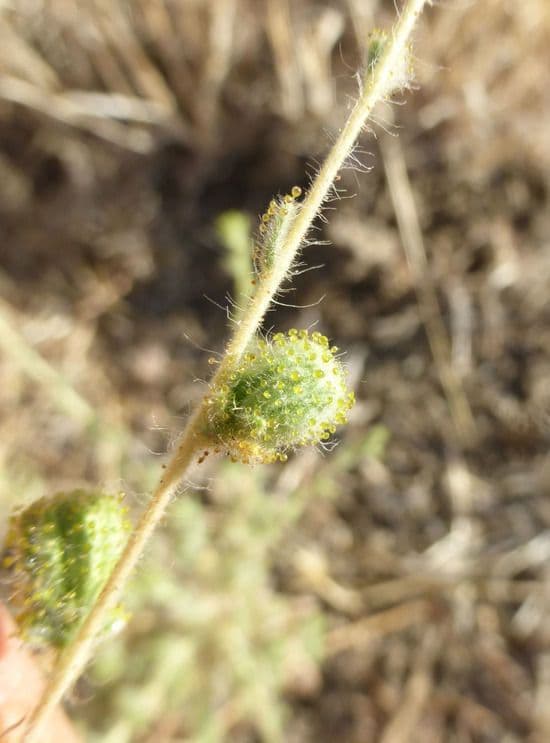Blepharizonia 5