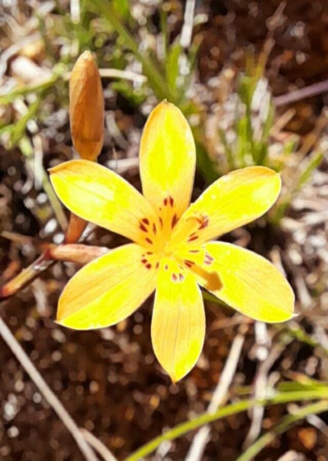 Sisyrinchium