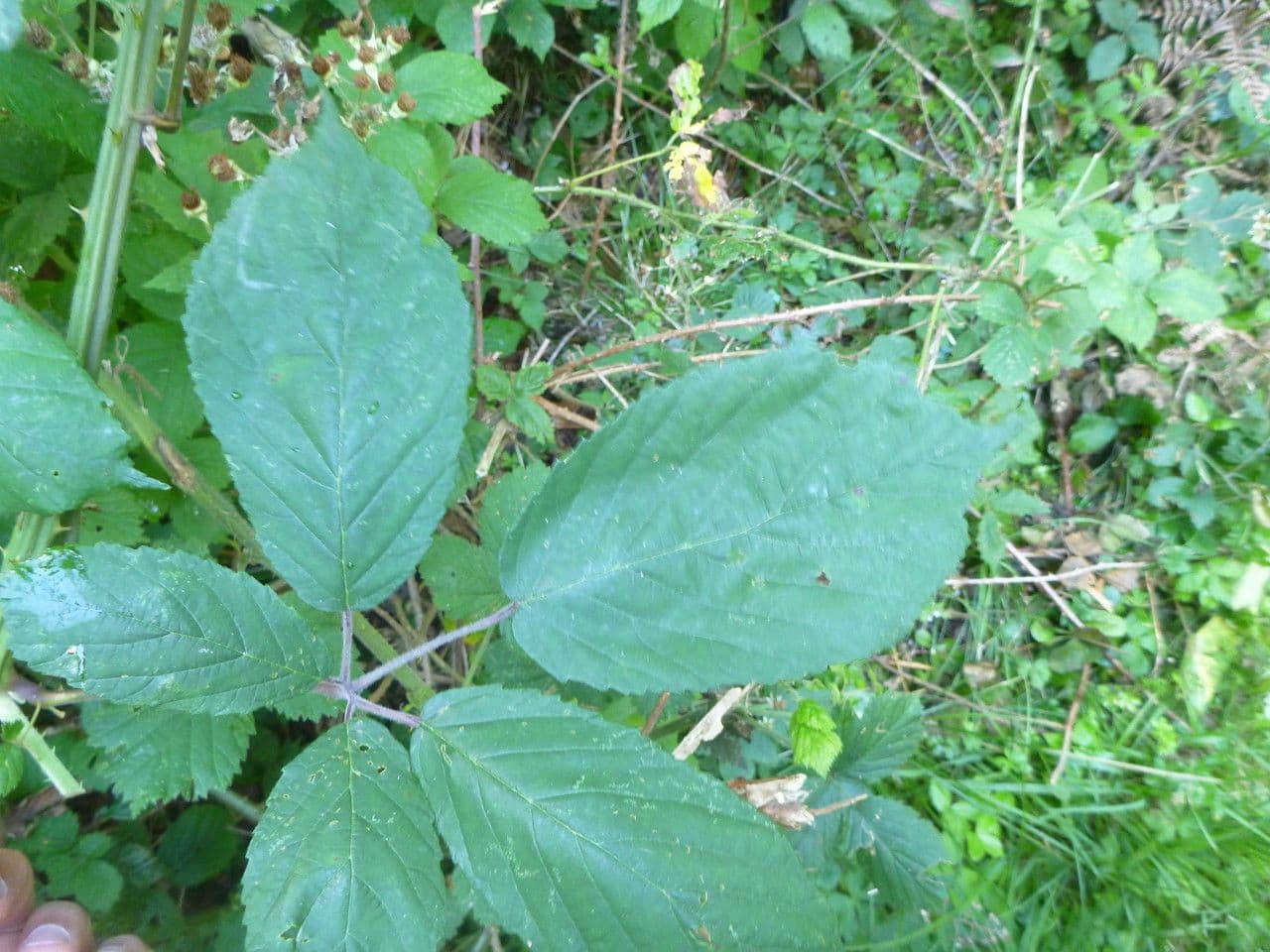 Rovo 7