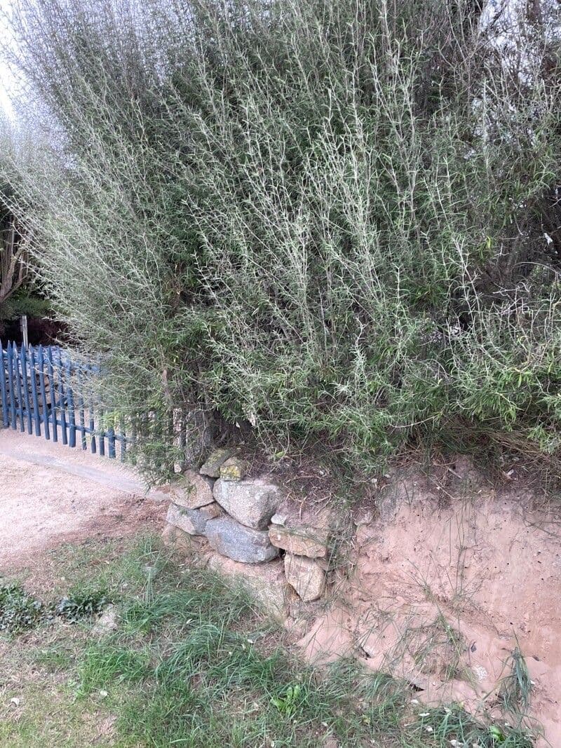 Olearia 4