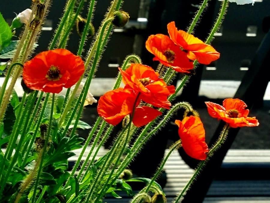 Arktischer Mohn 8