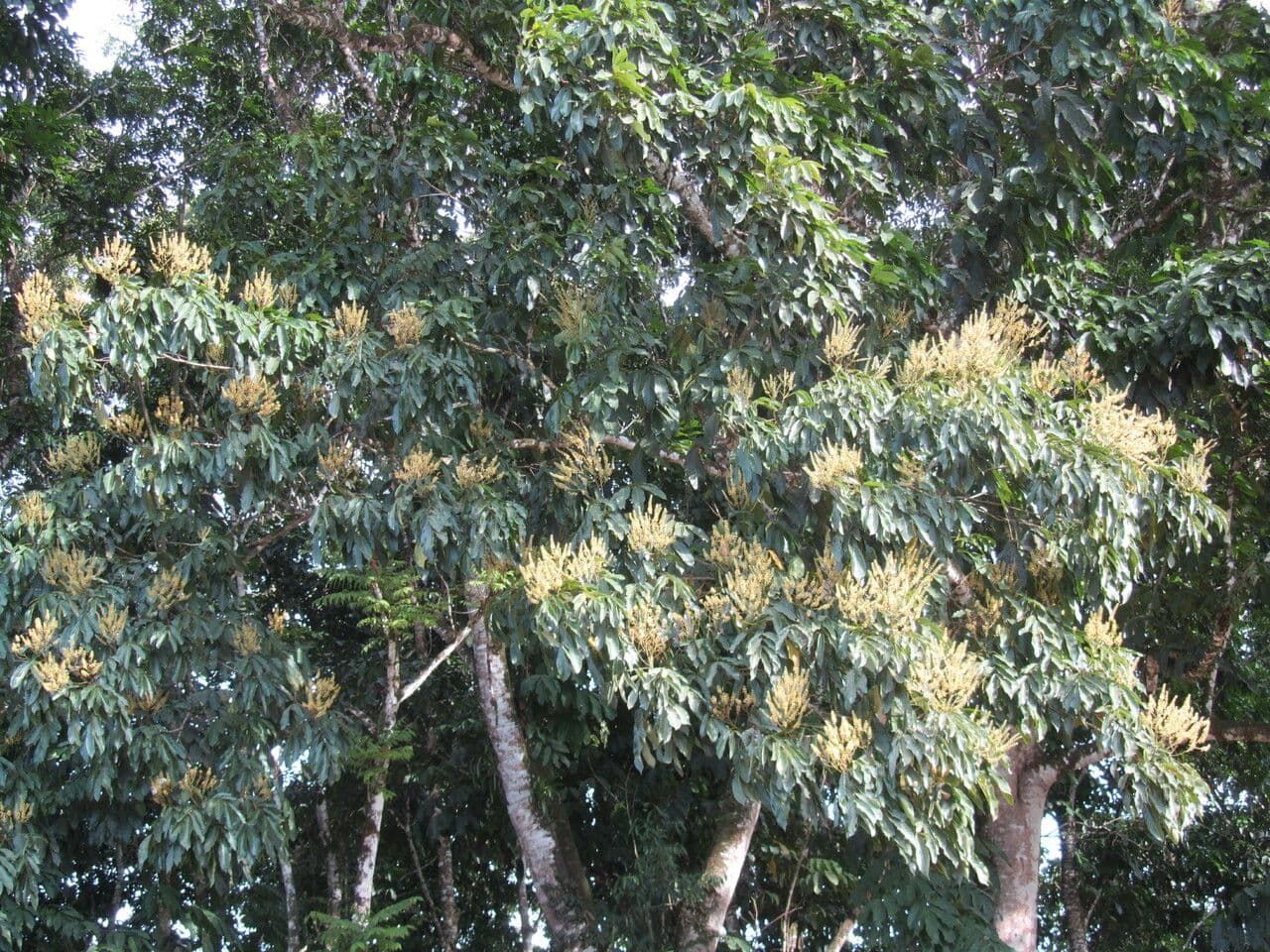 Tachigali 4
