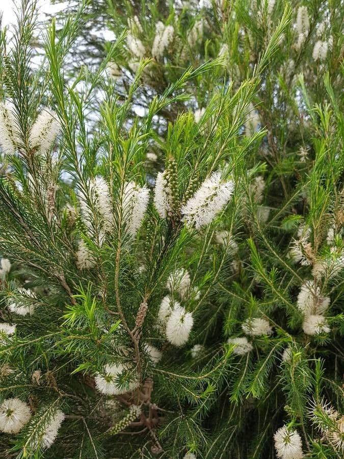Melaleuca armillaris 8