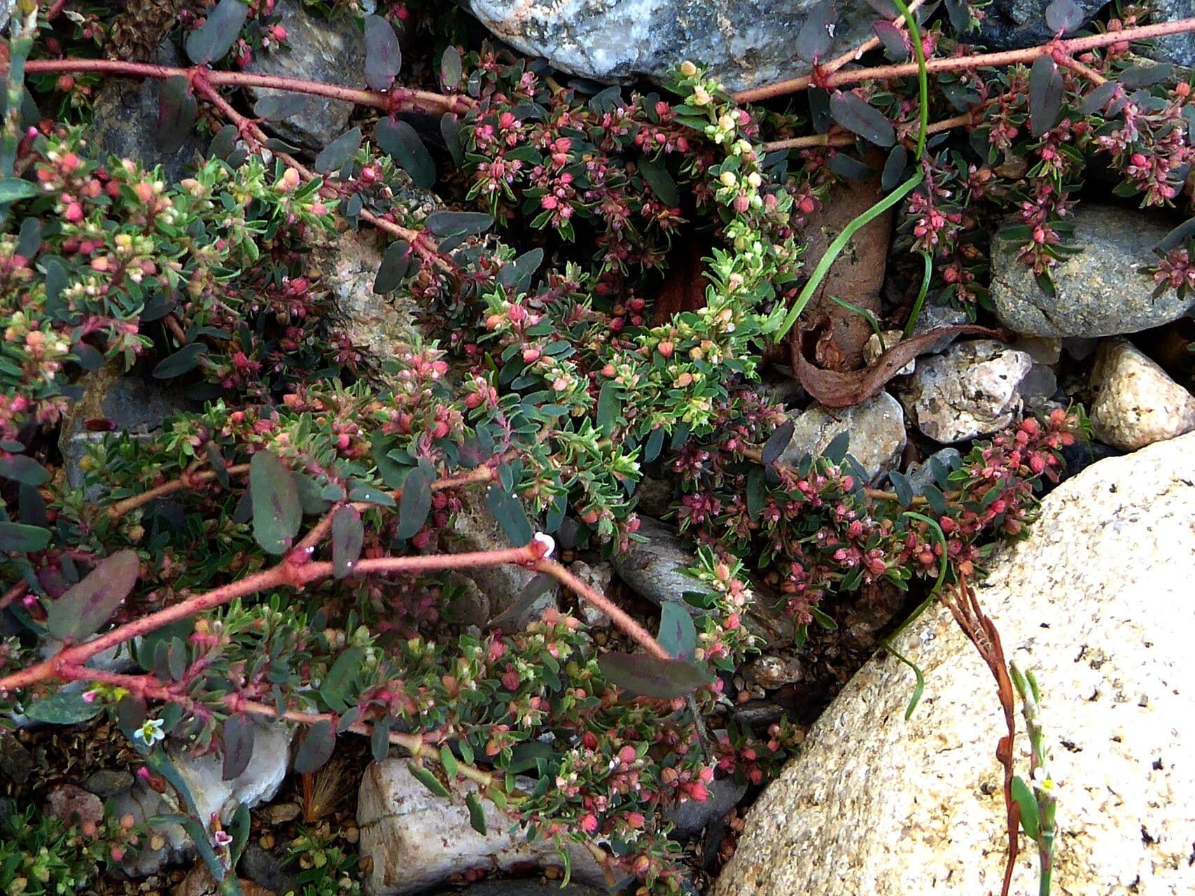Euphorbe maculée 23