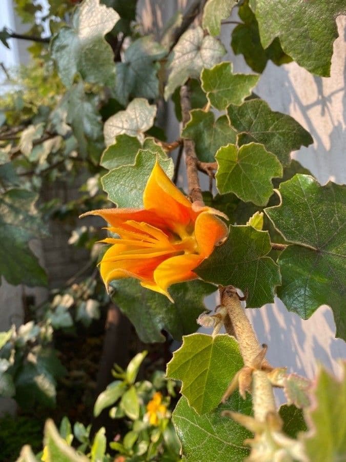 Fremontodendron 8