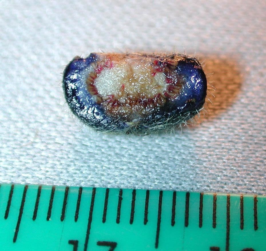 Miconia 11