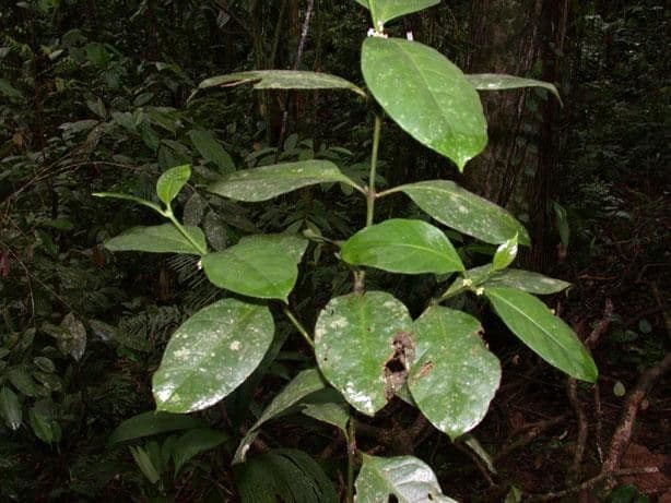 Ronabea latifolia 10