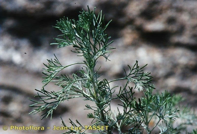 Bylica 23