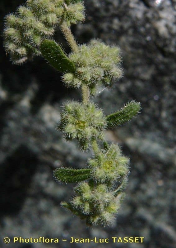 Herniaria 3