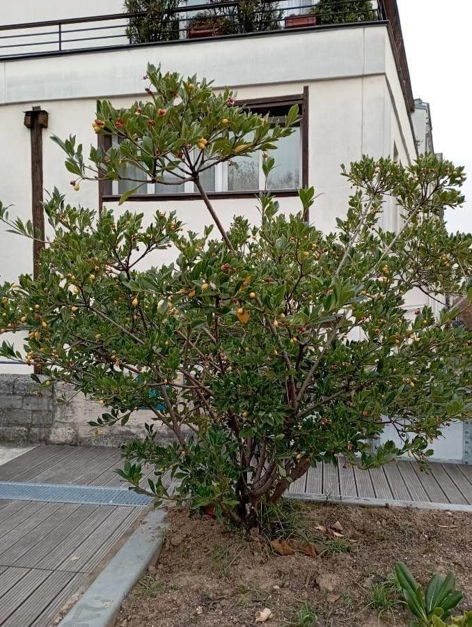 Pitosporum 15