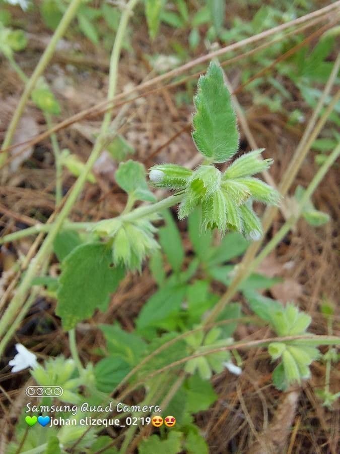 Leucas glabrata 13