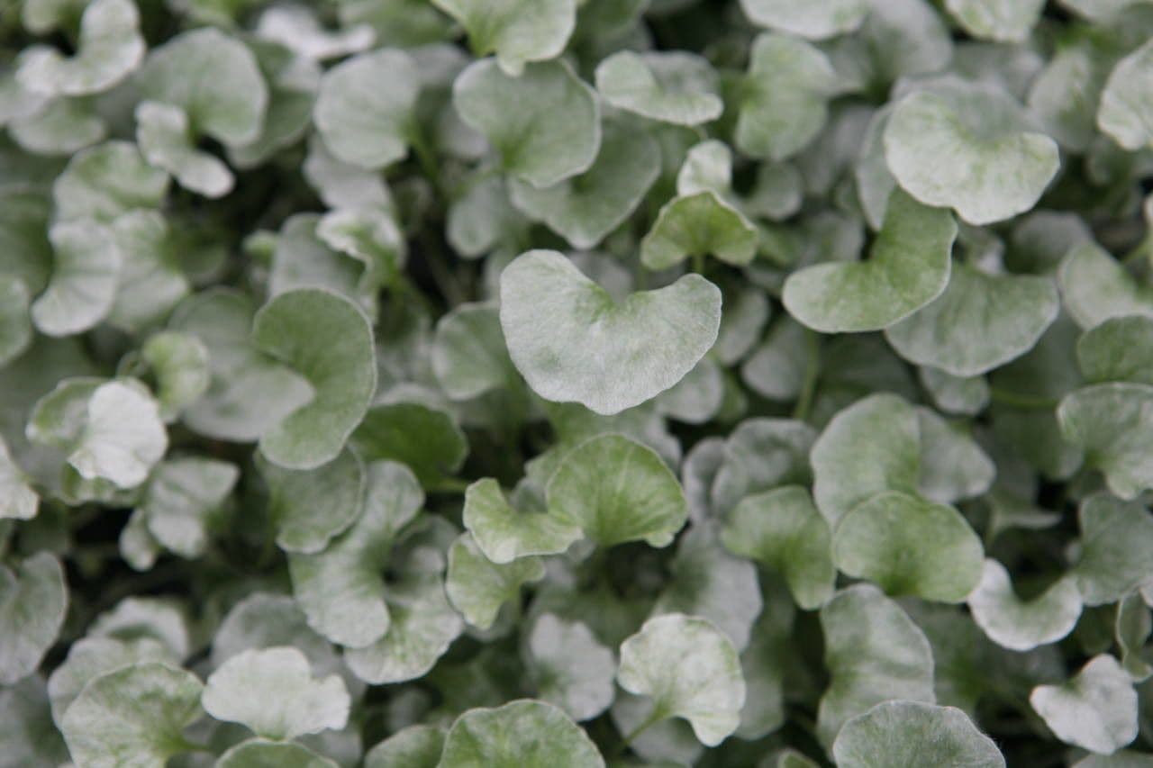 Dichondra argentea 16