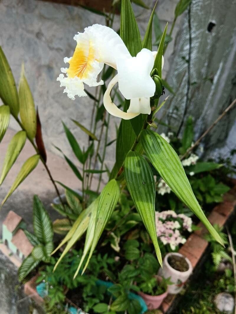 Sobralia 6