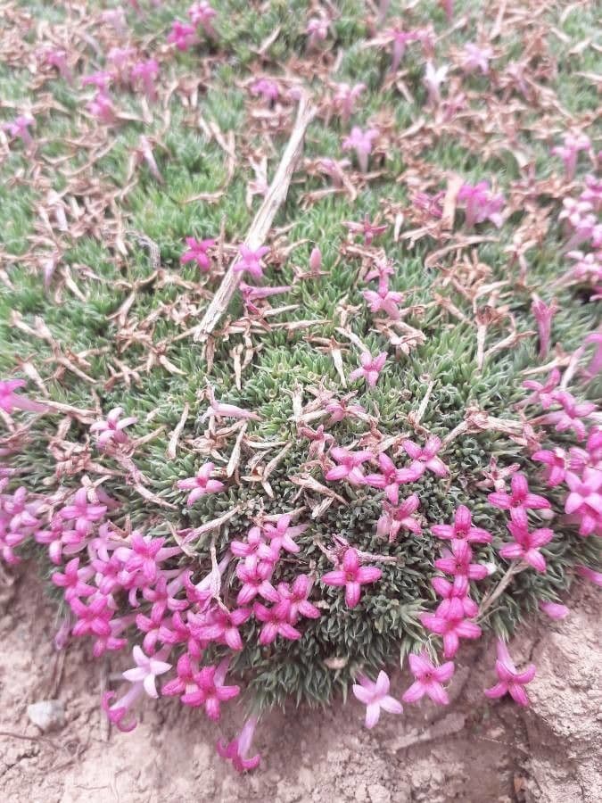 Asperula 3