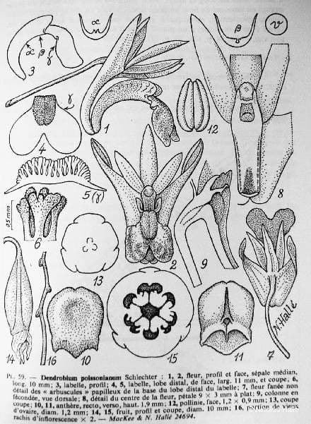 Dendrobium 10