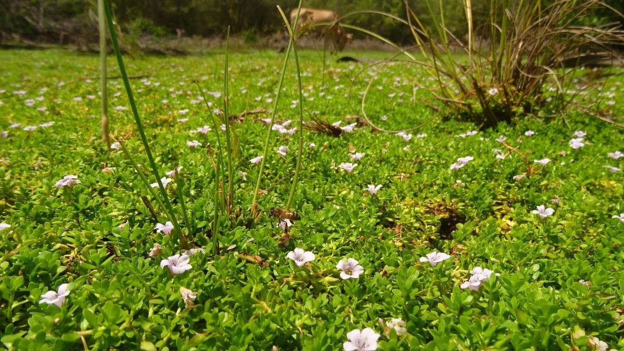 Brahmi 7