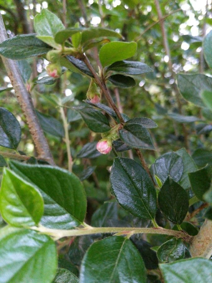 Cotoneaster de Diels 12
