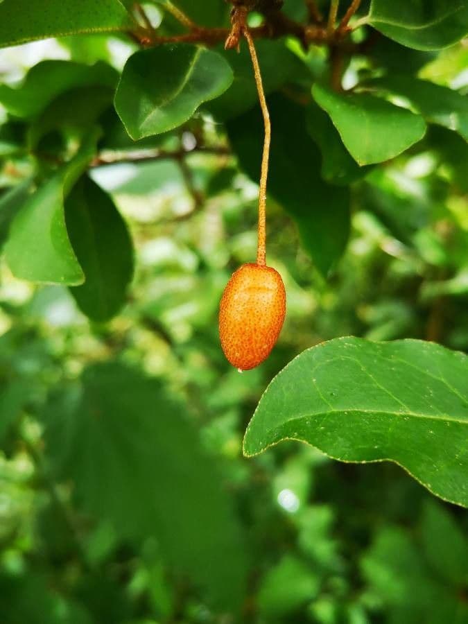 Elaeagnus multiflora 4