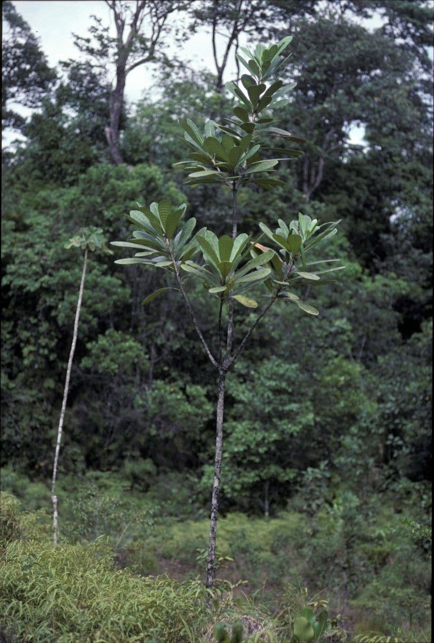 Himatanthus 3