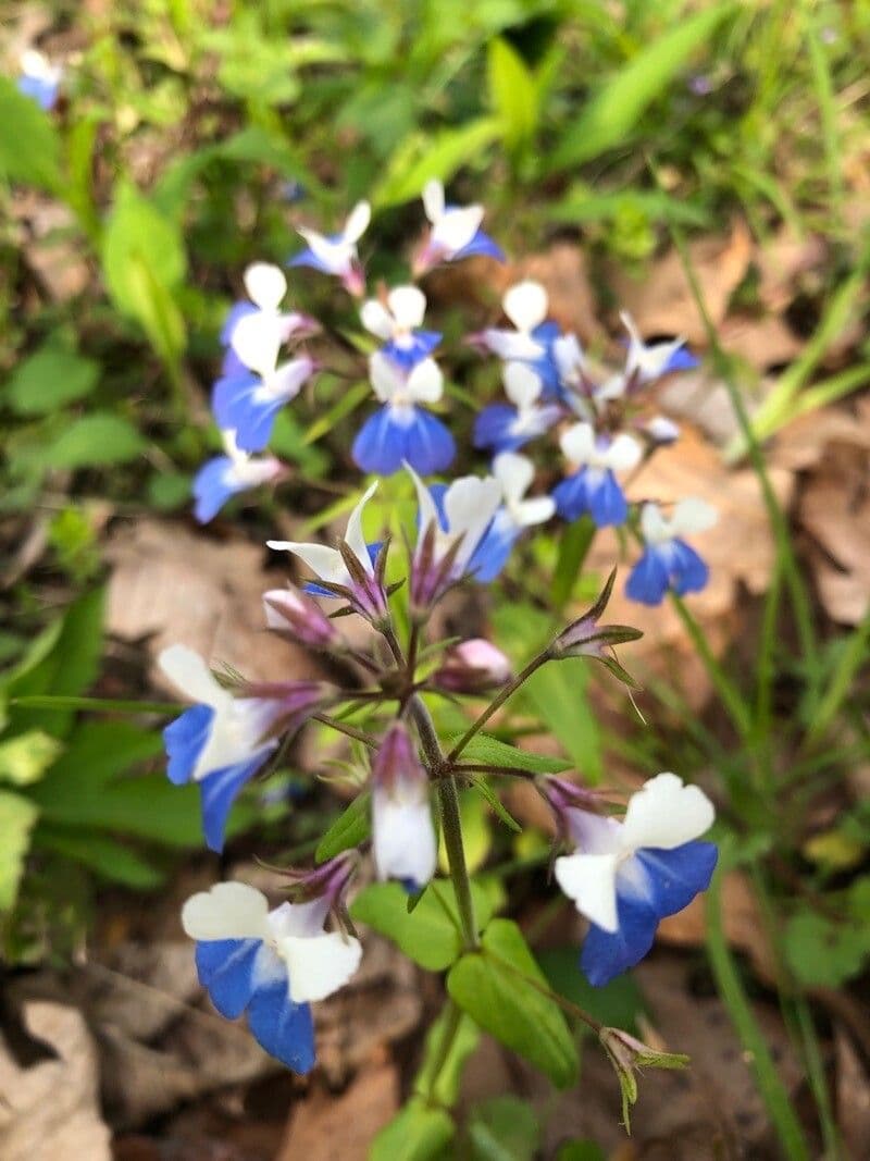 Collinsia primaverile 5