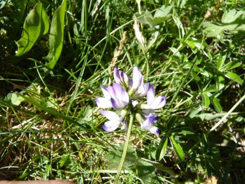 Kozinec alpínsky 12