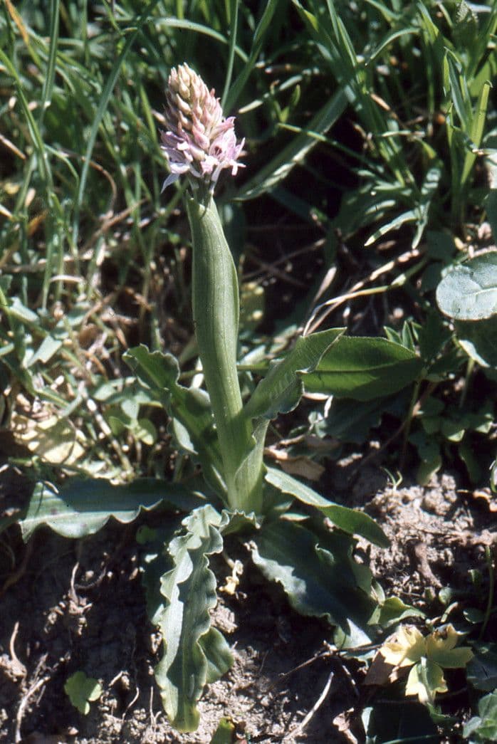 Orchide Uomo Nudo 8