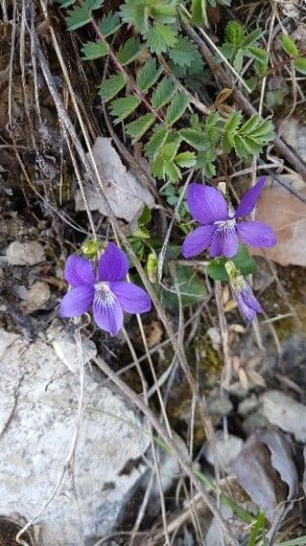 Viola rupestre 3