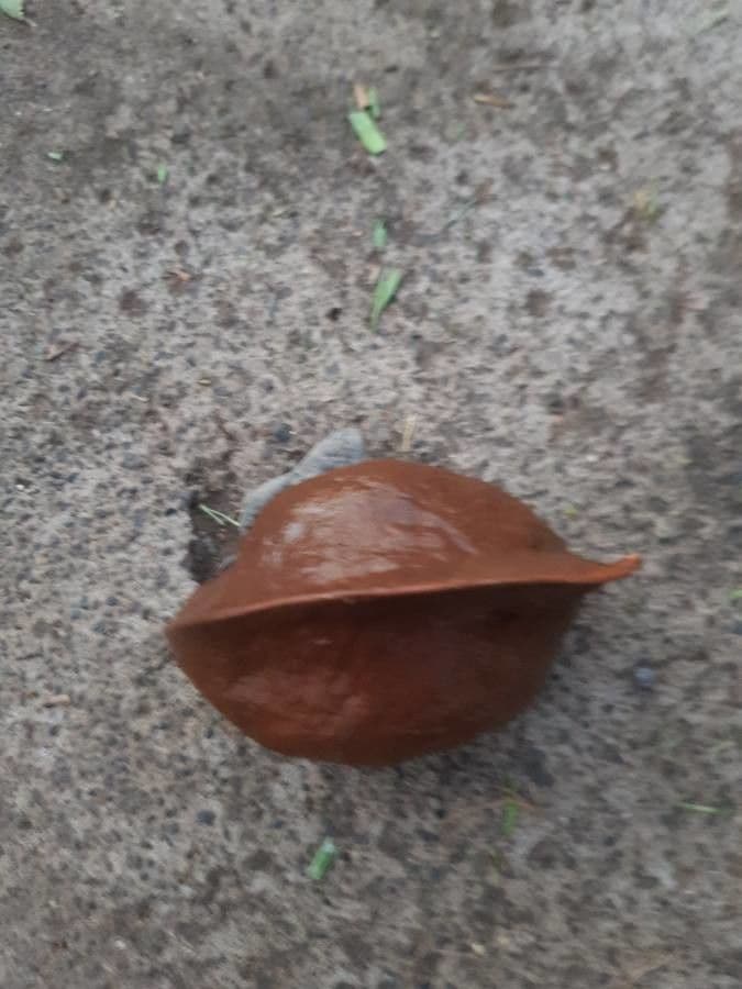 Heritiera 3