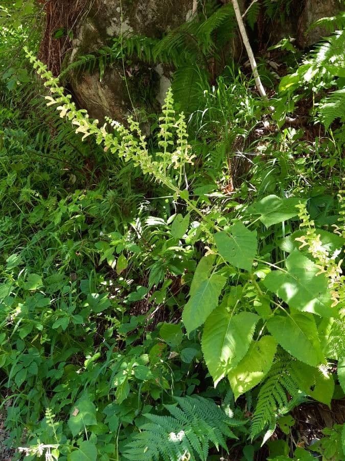 Salvia vischiosa 15