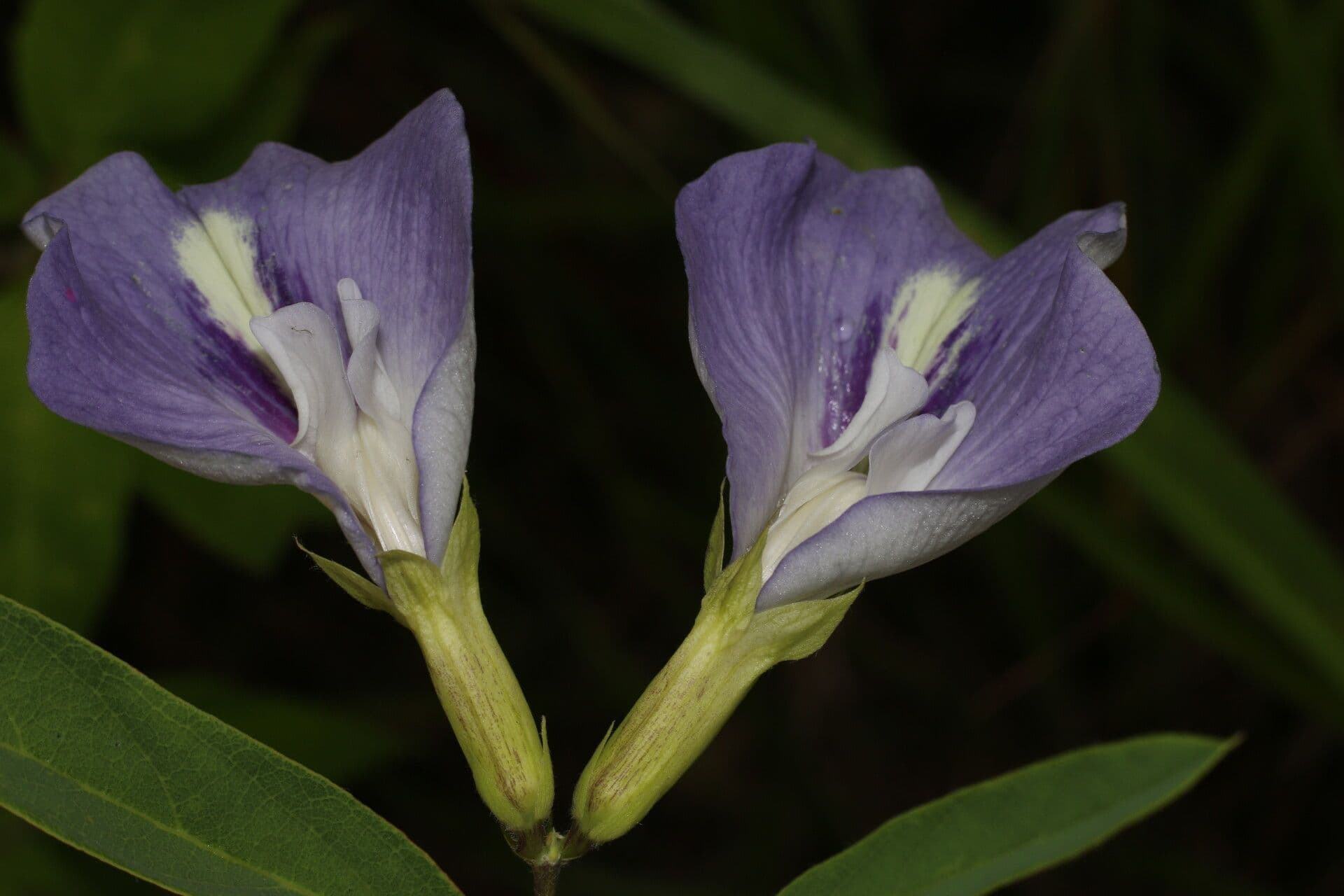 Clitoria guyanensis 5