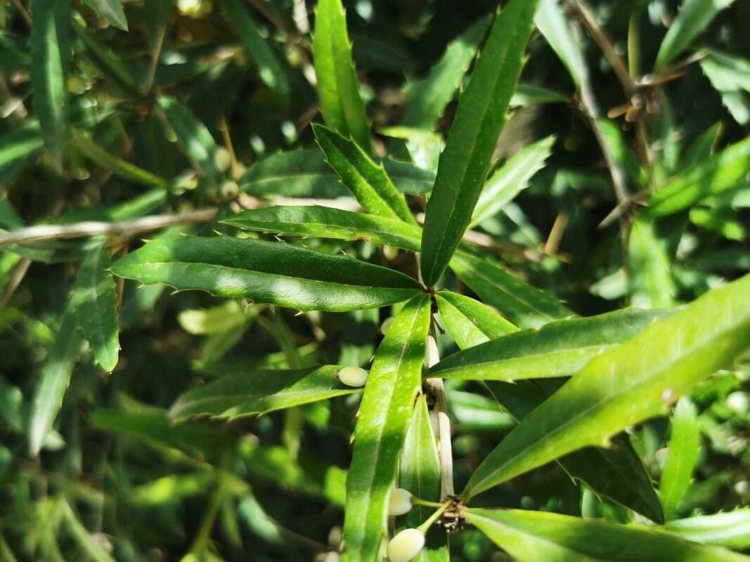 Berberitze 4