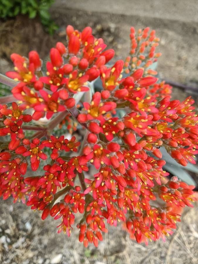 Crassula perfoliata 2