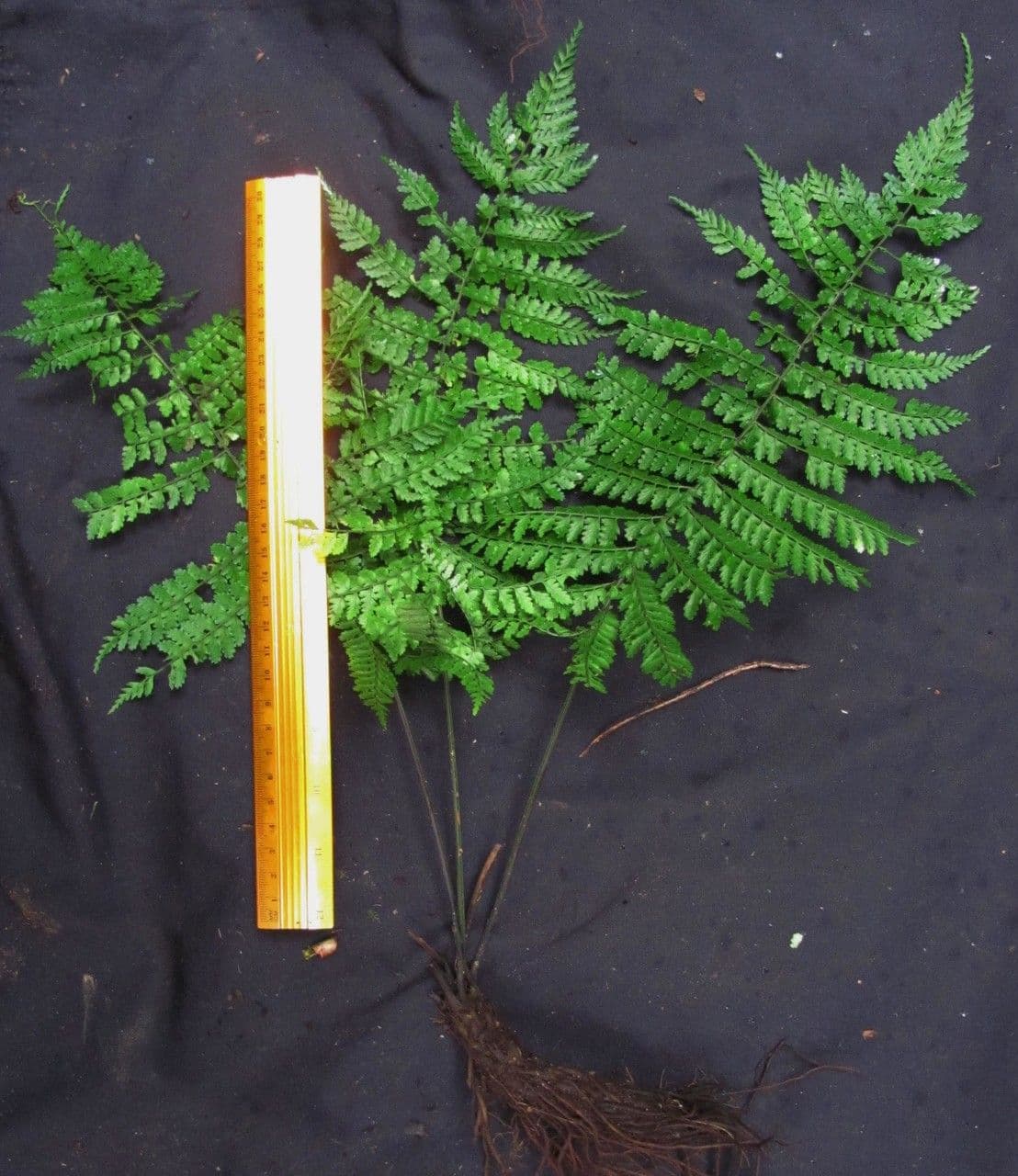 Asplenium 5