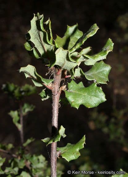 Quercia 14