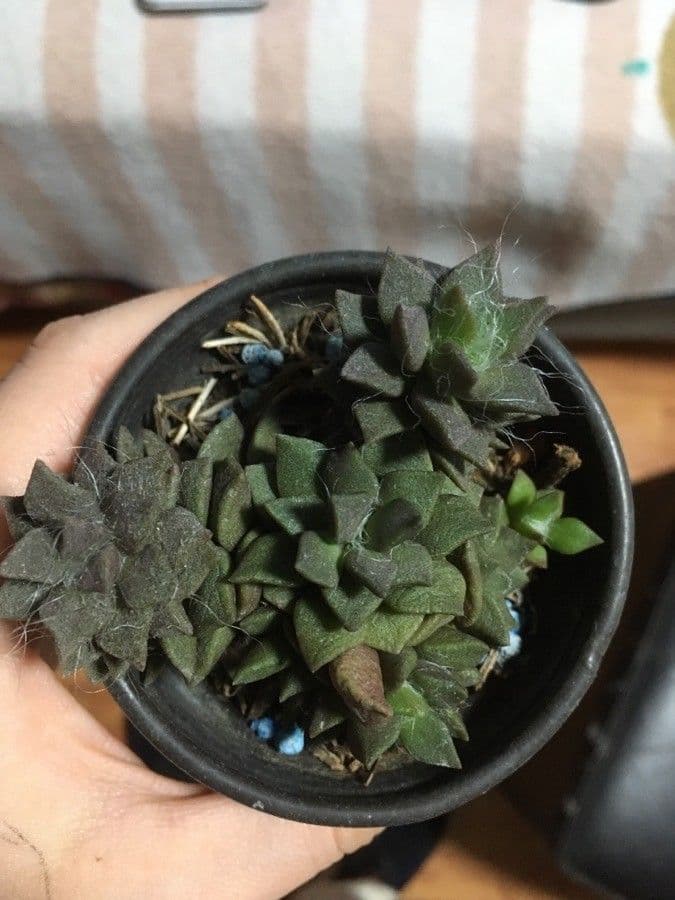 Anacampseros 12