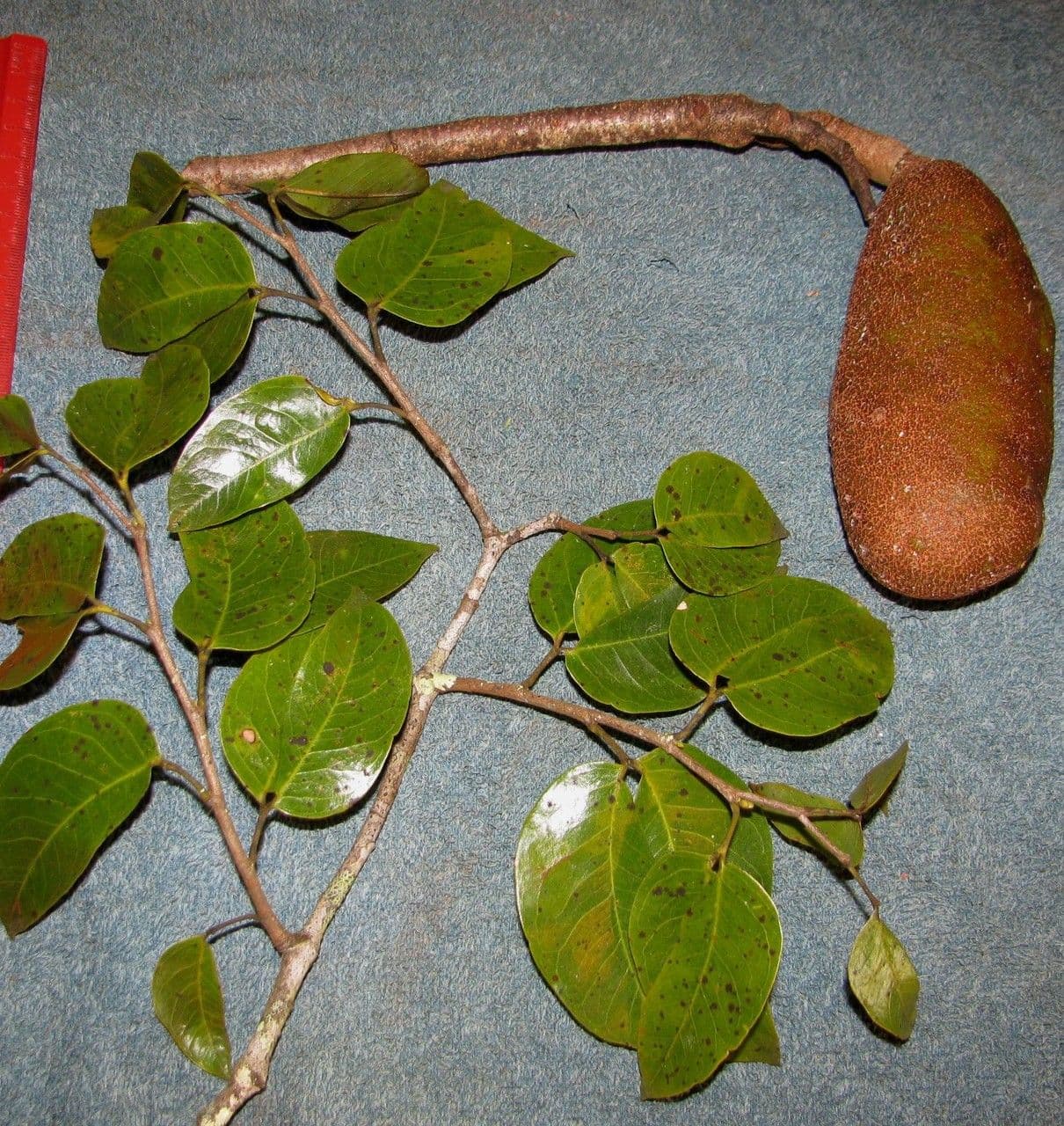 Hymenaea courbaril 24